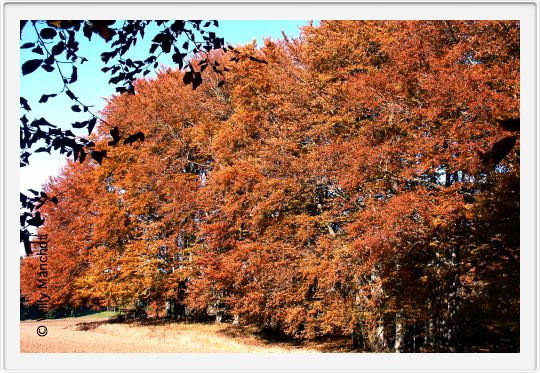 Herbst nahe  Andechs