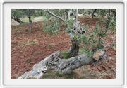 Cami des Ribassos nach Cala de Deia