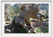 Von Port Soller nach Soller