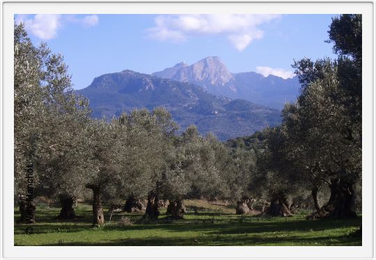 Von Port Soller nach Soller