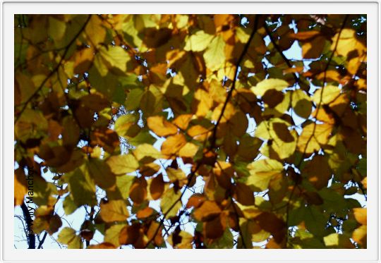 Herbst am Grundstück 