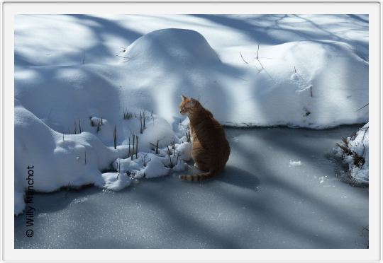 Garten im Winter