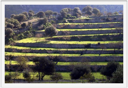 Von Banyalbufar nach Port Canonge
